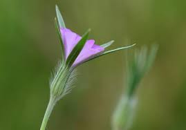 Image result for Agrostemma githago