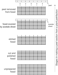 How to make a fossil machine and recover fossils? Studying Plant Fossils Chapter 3 Introduction To Plant Fossils