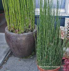 Irises are one of the most exquisite perennials in the plant world. Native Plant Equisetum Hyemale Horsetail Scouring Rush
