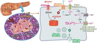 Glucagon emergency kit and glucagen hypokit: Regulation And Integration Of Metabolism During Hypoglycemia Springerlink