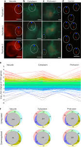 Image result for Pseudoeriosema