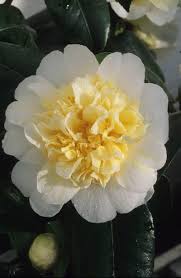 Pin By Elena Grecucci On I Love Flowers Their Shape Their Colors Their Smell Beautiful Flowers Camellia Flower Unique Flowers