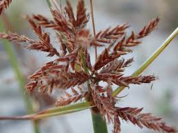 Image result for Cyperus longus