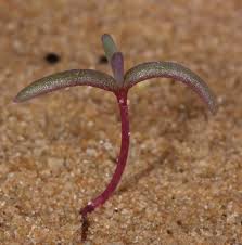 Image result for Suaeda vermiculata