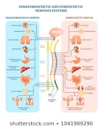 nervous system images stock photos vectors shutterstock