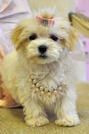 You can begin your search by looking at our network's available standard poodle puppies florida or by browsing our featured toy poodle breeders in florida. Cassie S Closet Havanese Puppies Havanese Puppies For Sale Tiny Puppies For Sale