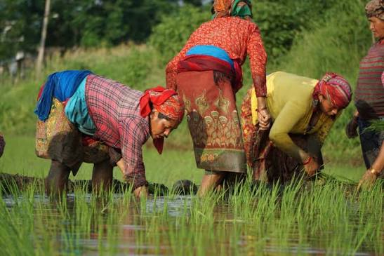 Women farmers: The heartbeat of Nepal's food systems