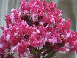 Maybe you would like to learn more about one of these? Bicolor Blooms Crape Myrtle