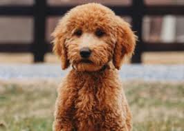 Please discuss heartworm treatment with your vet. How To Train A Goldendoodle Or Labradoodle Easy To Follow Guide Pride And Prejudoodles