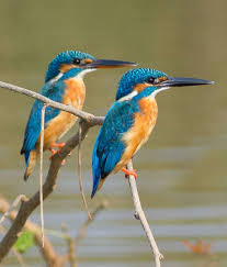 Like Angel Kiyoss Kingfisher Common Kingfisher Kingfisher Bird