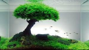 Januari 02, 2021 aquascape alias seni mengatur tanaman air, batu, karang, serta sejenisnya merupakan kegemaran yg sedang popoler di berbagai tahun terakhir. Jenis Tanaman Aquascape Dan Tips Mudah Merawatnya Rumah Com
