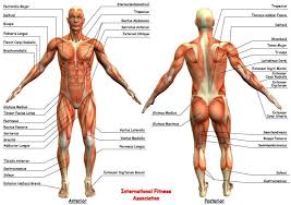 The muscular system can be broken down into three types of muscles: Human Body Muscle Diagram Human Anatomy