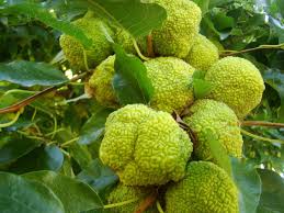 It is an unassuming tree that was instrumental in settling the wild frontier. Maclura Pomifera Osage Orange Or Monkey Ball Tree 50 70cm Jurassicplants Nurseries