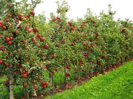 Here are the best trees to plant in georgia! 10 Dwarf Fruit Trees You Can Grow In Any Yard Har Com