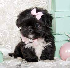 Stunning Tiny Black White Shihtzu Princess Stunning Perfection Sold Found Fabulous New Home Cute Animals Cute Baby Animals Cute Dogs