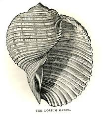 We did not find results for: Black And White Illustration Sea Shells Scratchboard Art