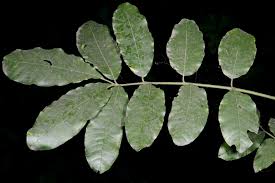 Image result for Sorindeia juglandifolia