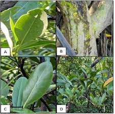 Image result for Avicennia marina