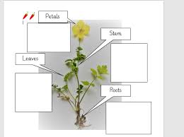Many plant cell organelles are also found in animal cells. Labelling Parts Of A Plant Science Teaching Resources