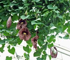 Image result for Aristolochiaceae