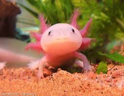 Edge Of The Plank Cute Animals Deep Sea Life Deep Sea Life Axolotl Ocean Creatures