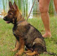 Evita produced many beautiful long coats in von der otto german shepherds is announcing our new german import, v canon vom. Red Sable German Shepherd Bing Images German Shepherd Dogs German Shepherd Puppies Gsd Dog