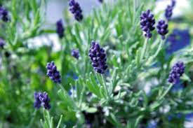 Älteren lavendel schneiden bei etwas älteren lavendelsträuchern, die bereits starke holzige zweige ausgebildet haben, empfiehlt es sich, den schnitt deutlich zurückhaltender anzusetzen. Prisma Lavendel Pflanzen Kunstdruck Leinwandbild Gerahmtes Bild Glasbild