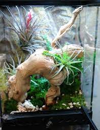 There is a substrate of. Vivarium And Cage Set Up Gallery Tree Frog Terrarium Whites Tree Frog Frog Terrarium