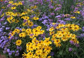Purple and yellow flowers name. File Yellow And Purple Flower Mi Jpg Wikipedia