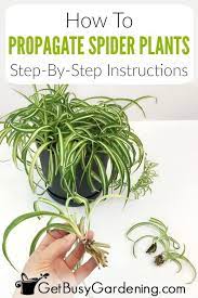 How To Propagate Spider Plants Complete Step By Step Guide Spider Plant Babies Spider Plants Plants