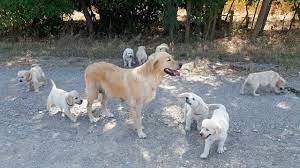 How a dog mother teaches her puppies to leave her in peace and ...