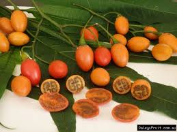 Kangaroo Apple Solanum Aviculare Apple Plant Small Shrubs Best Food Ever