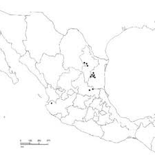 Image result for Panicum habrothrix