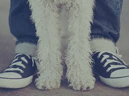 The facility offers rehabilitation services too. Las Vegas Holistic Vet Nv Natural Pet Health Animal Hospital