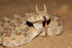 On considère son venin comme l'un des plus dangereux du monde tellement il est concentré. Les Serpents Les Plus Rares Et Les Plus Bizarres Du Monde