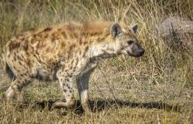 Ancora oggi crediamo che sia vero. Animali Della Savana Elenco E Caratteristiche Dal Re Leone