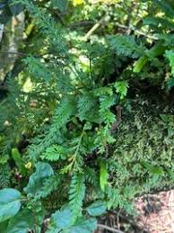Image result for Asplenium theciferum