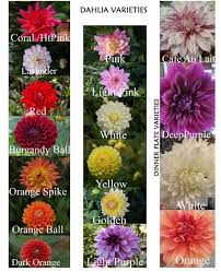 Different Types Of Beautiful Dahlias I Ve Had This Chart For A While And Refer To It Regularly Have Fun Choosing Flowers Dahlia Bloom