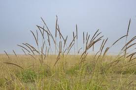 Image result for Setaria sphacelata