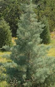 Image result for Cupressus arizonica