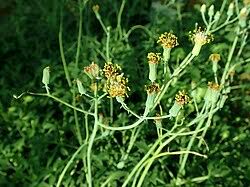 Image result for Kleinia schweinfurthii