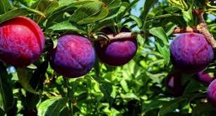 Resultado de imagen para arboles frutales