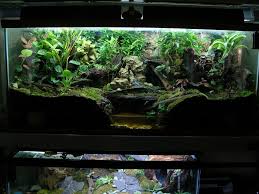 Evolution Of A 75 Gallon Bioactive Vivarium 40 Gallon Aquarium Vivarium
