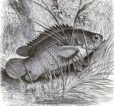 Dari beberapa penyebab diatas seharusnya anda sudah mendapat gambaran tentang penyakit pada louhan ini. Ikan Puyu Wikiwand