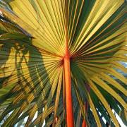 Image result for Latania loddigesii