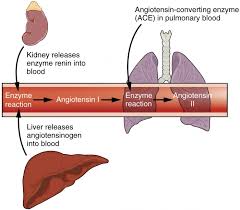 The presence of the liver over the right kidney pushes it down about one centimeter than the level of the left kidney. The Urinary System And Homeostasis Anatomy And Physiology Ii