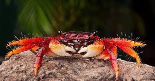Red Mangrove Tree Crab Crab Tree Crab Mangrove