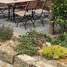 sommerflieder schneiden so geht s richtig garten anlegen sommerflieder garten