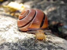 trucs contre les limaces et les escargots limace escargot mollusques