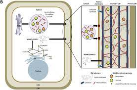We did not find results for: Model Depicting Changes In The Plant Cell Wall Mechanism In Response To Download Scientific Diagram